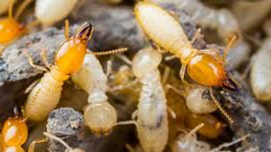 Boca Raton Pest Control & Termite Therapy